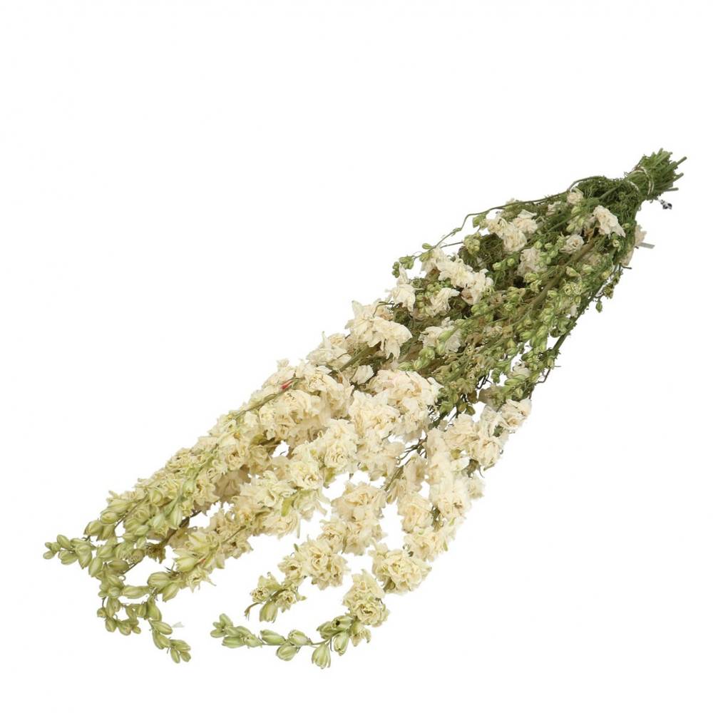 Trocken Delphinium weiss L65-70cm x10 