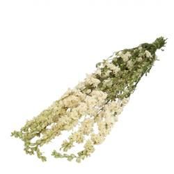 Trocken Delphinium weiss L65-70cm x10 