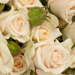 Rose verzweigt creme Royal Porcelina imp 5+Blüte 80cm