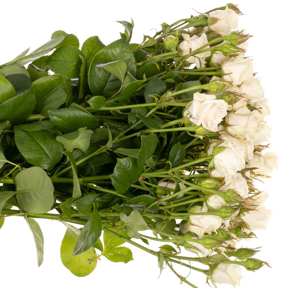 Rose verzweigt creme Royal Porcelina imp 5+Blüte 80cm