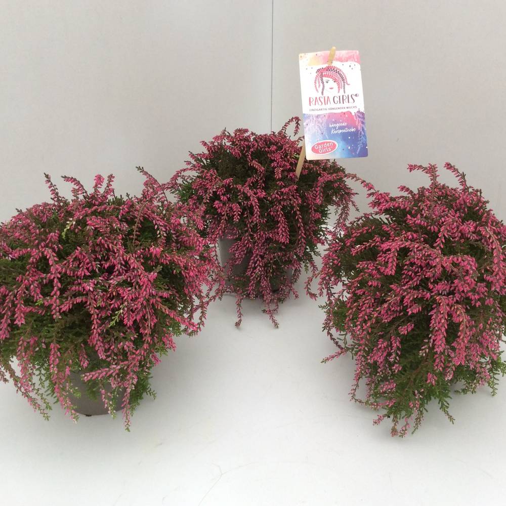 Calluna GG rot Rasta Girls T12 H020