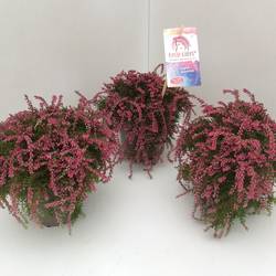 Calluna GG rot Rasta Girls T12 H020