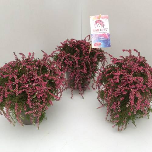 Calluna GG rot Rasta Girls T12 H020