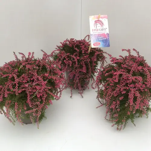 Calluna GG rot Rasta Girls T12 H020