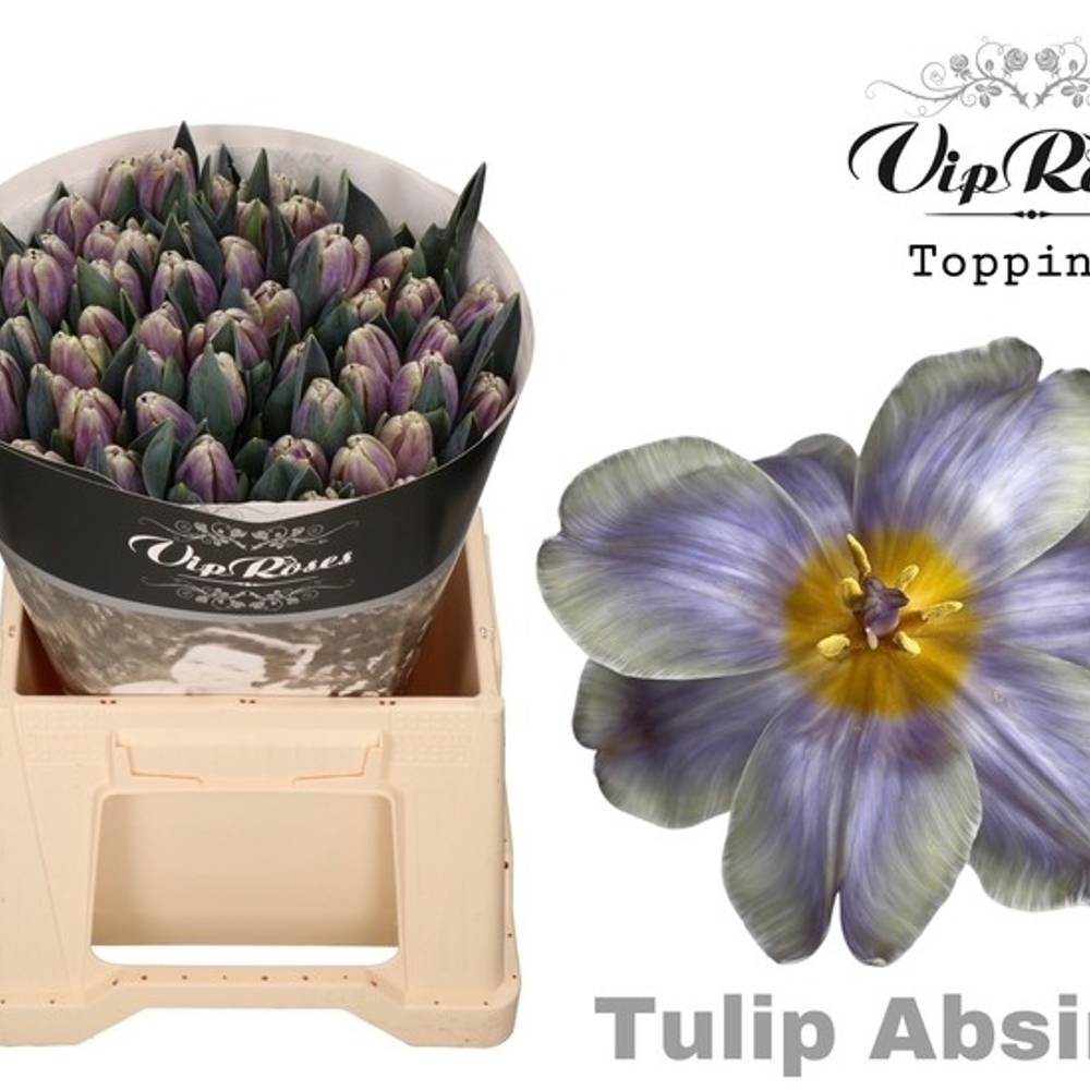 Tulpe gefärbt Absint 32 Gramm