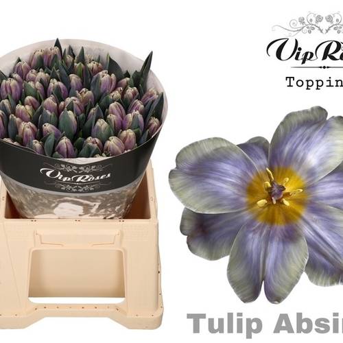 Tulpe gefärbt Absint 32 Gramm