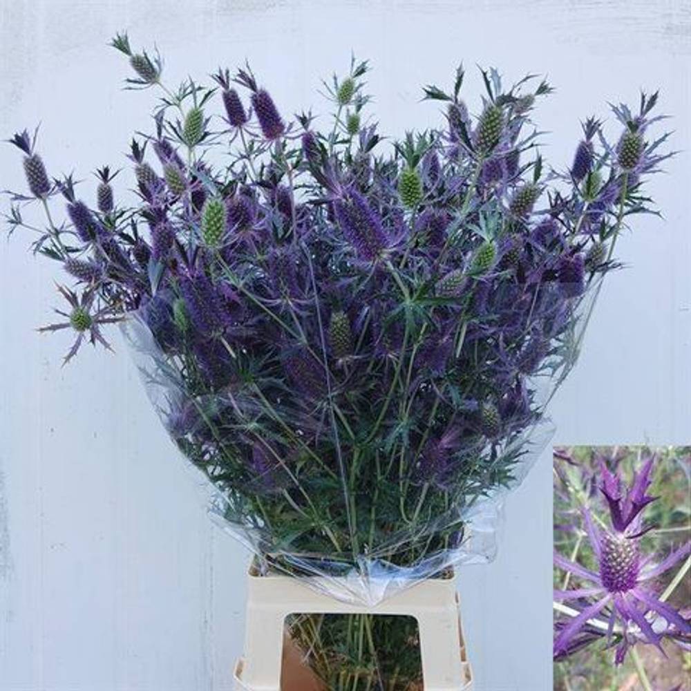 Distel lila sonstig 85cm