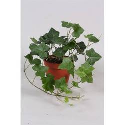 Efeu Hibernica Garten T13 H20