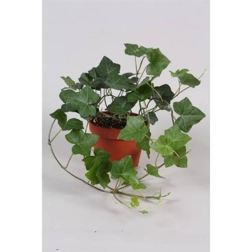 Efeu Hibernica Garten T13 H20