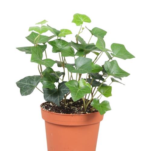 Efeu Hibernica Garten T13 H20