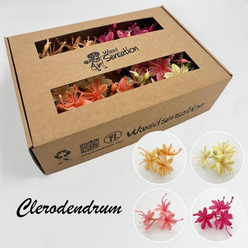 Seiden Wachs Clerodendrum mix