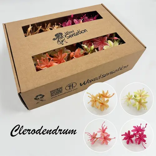 Seiden Wachs Clerodendrum mix