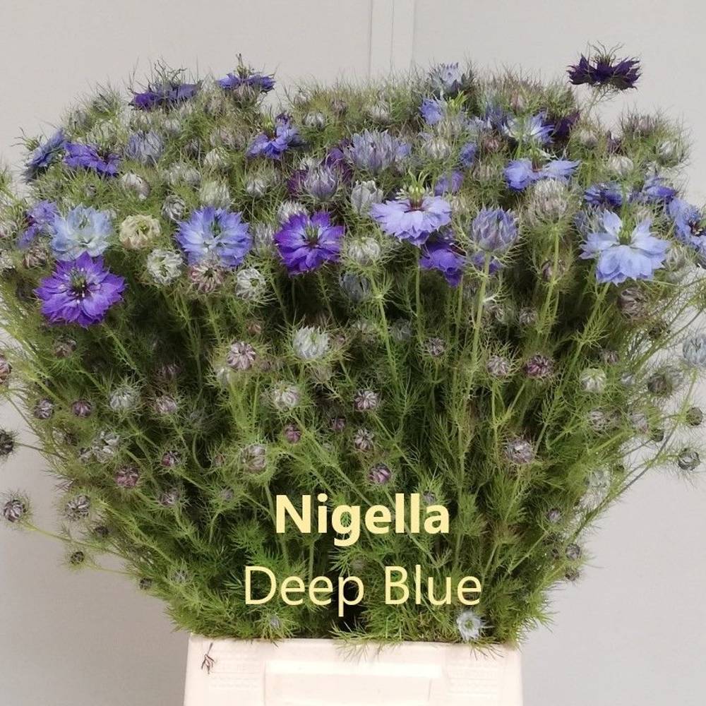 Nigella hell blau Skye Blue 60cm