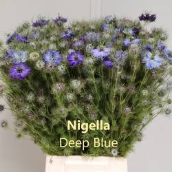 Nigella hell blau Skye Blue 60cm