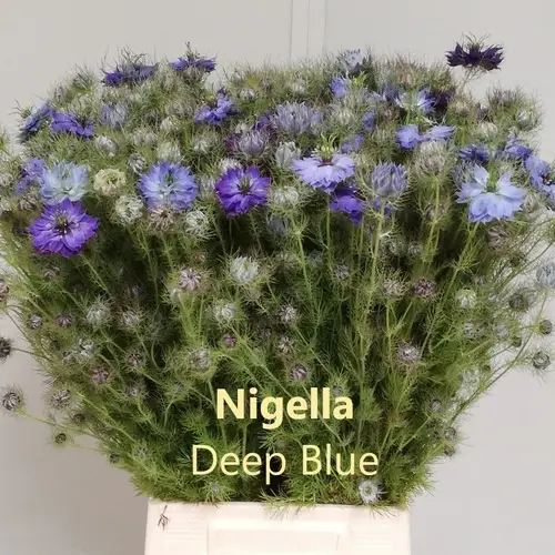 Nigella hell blau Skye Blue 60cm