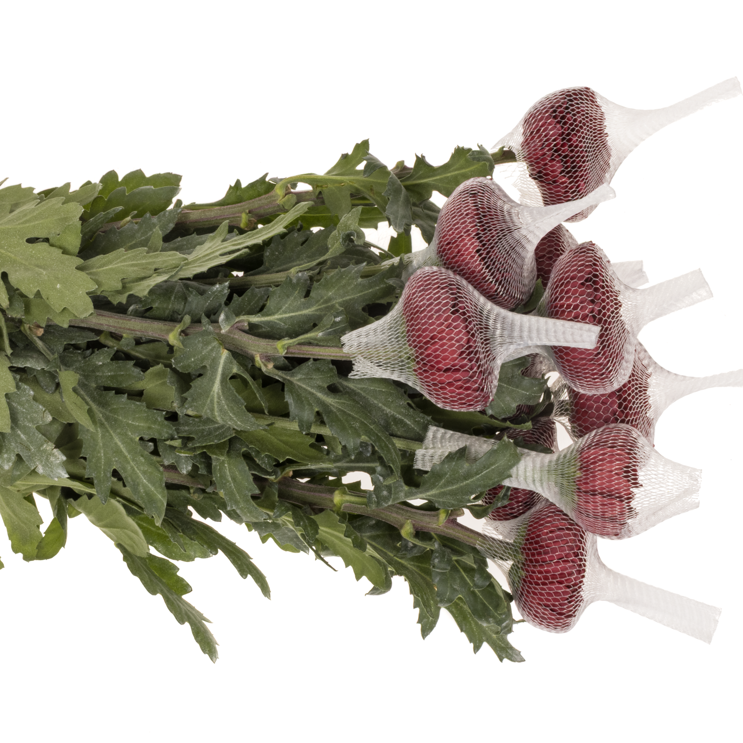 Chrys.Deko weinrot Testarrosa Ecuador 70cm