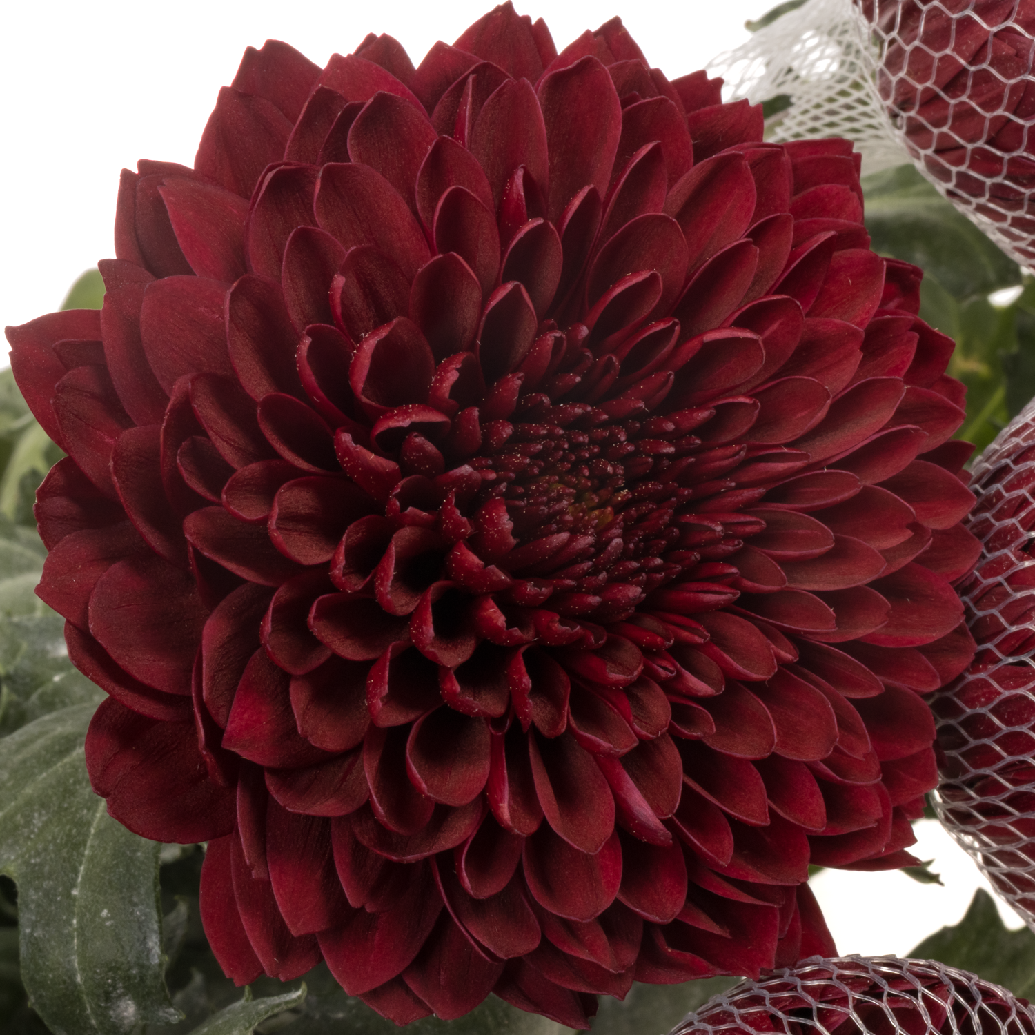 Chrys.Deko weinrot Testarrosa Ecuador 70cm