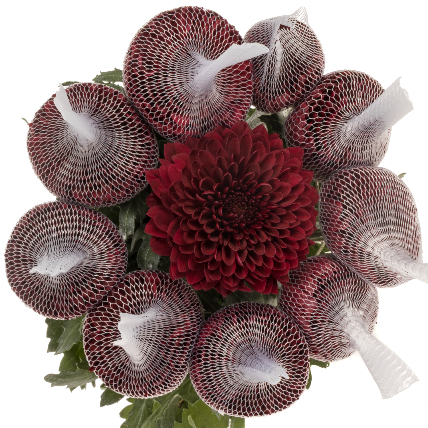 Chrys.Deko weinrot Testarrosa Ecuador 70cm