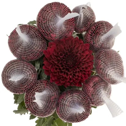 Chrys.Deko weinrot Testarrosa Ecuador 70cm