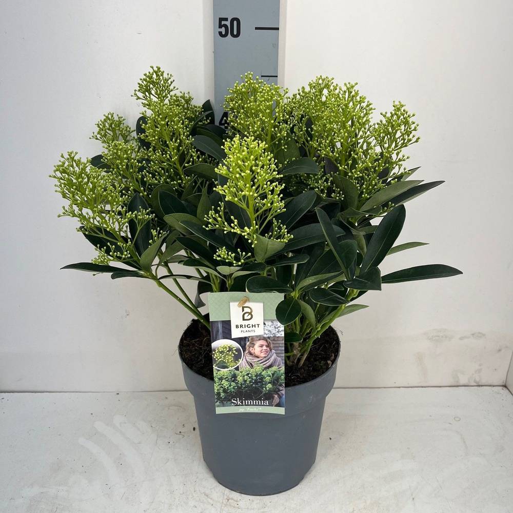 Skimmia Jap.Finchy 8+ T19 H045