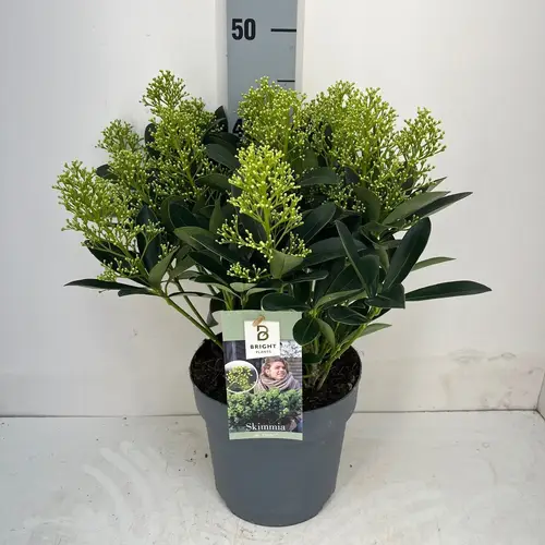 Skimmia Jap.Finchy 8+ T19 H045