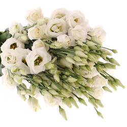 Lisianthus weiss Rosita Sunrise 5+Blüte 70cm