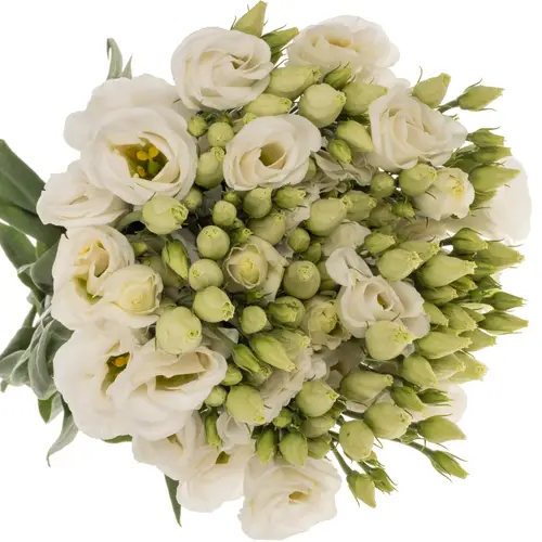 Lisianthus weiss Rosita Sunrise 5+Blüte 70cm