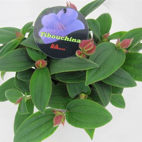 Tibouchina milka Rich Blue T15 H035