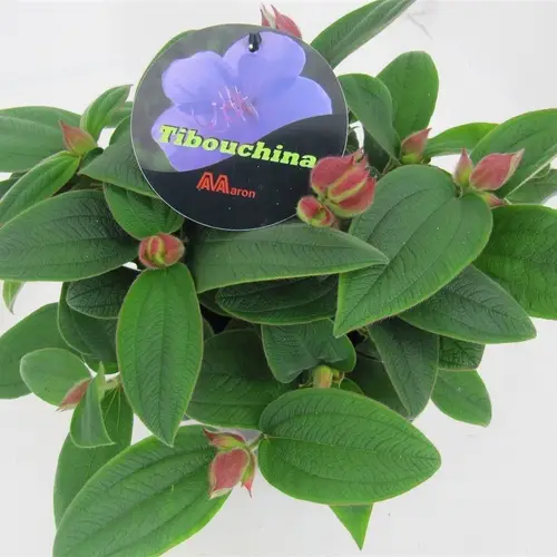 Tibouchina milka Rich Blue T15 H035