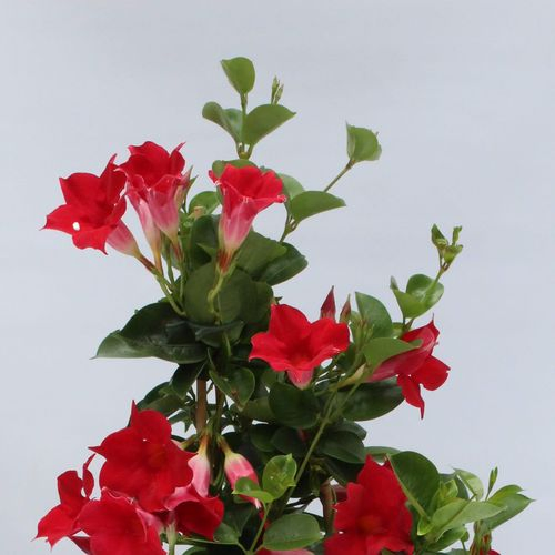 Mandevilla Dipl. rot Piramid T19 H075