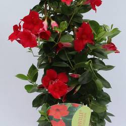 Mandeville rot Piramid T19 H075