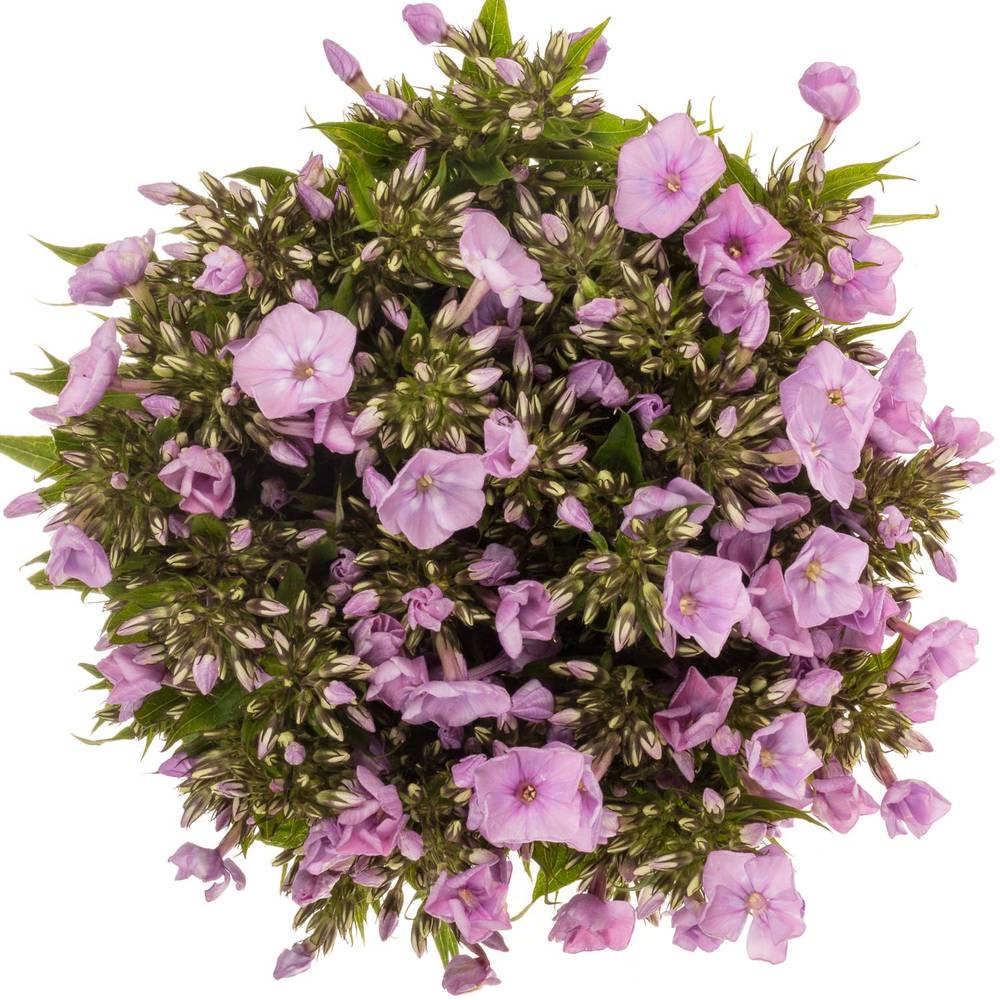 Phlox rosa Pink Eyes 50cm