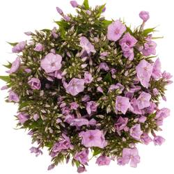 Phlox rosa Pink Eyes 50cm