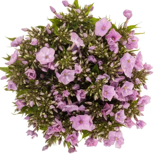 Phlox rosa Pink Eyes 50cm