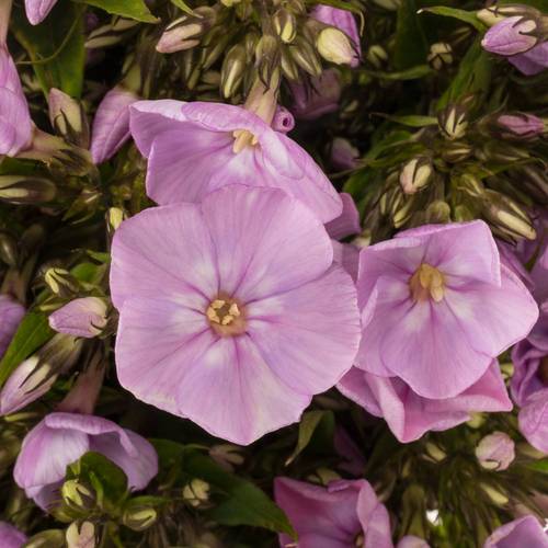 Phlox rosa Pink Eyes 50cm