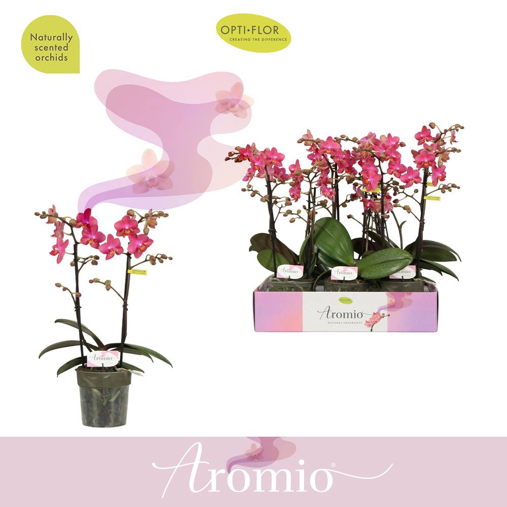 Phal.2-R rosa Aromio Floral T12 H035
