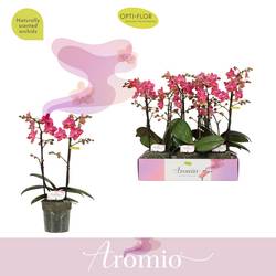 Phal.2-R rosa Aromio Floral T12 H035