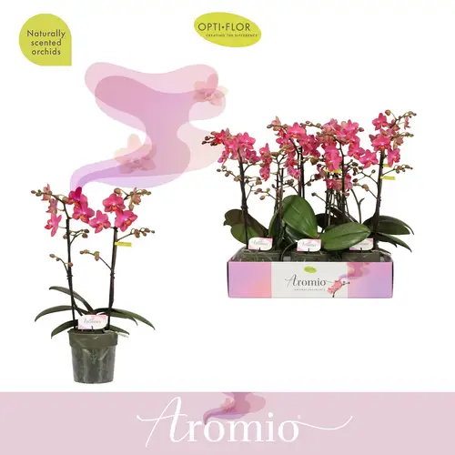 Phal.2-R rosa Aromio Floral T12 H035
