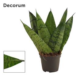 Sanseveria Zeylanica Bereich Form T06 H015