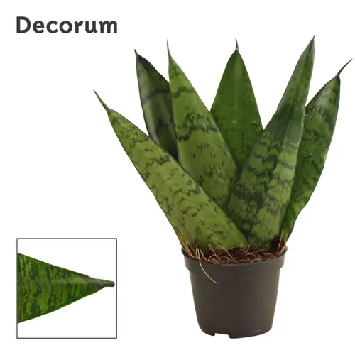 Sanseveria Zeylanica Bereich Form T06 H015
