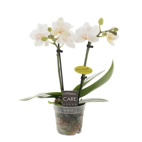 Phal.2-R weiss Eva T07 H25