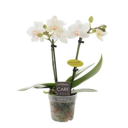 Phal.2-R weiss Eva T07 H25
