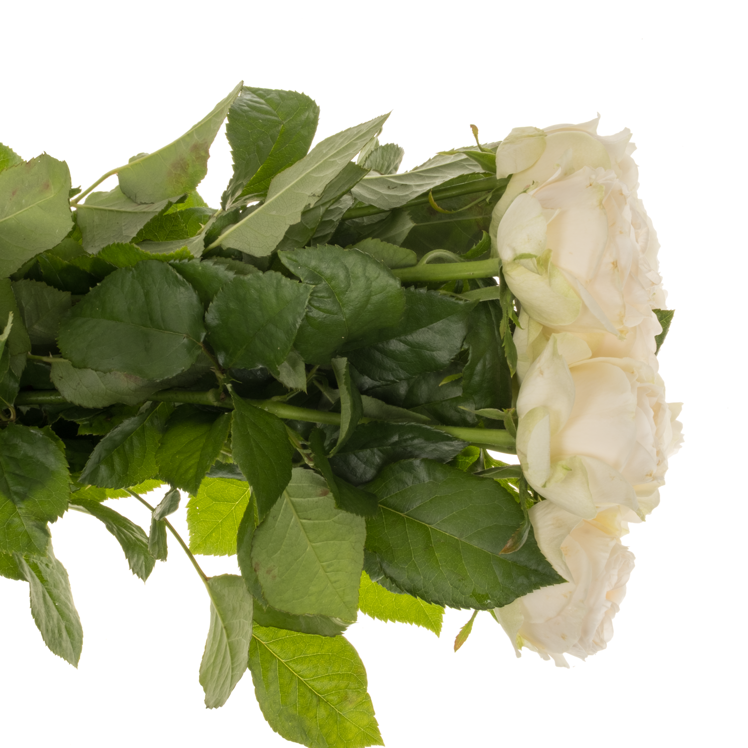 Rose creme Asha Rose gefüllt 50cm