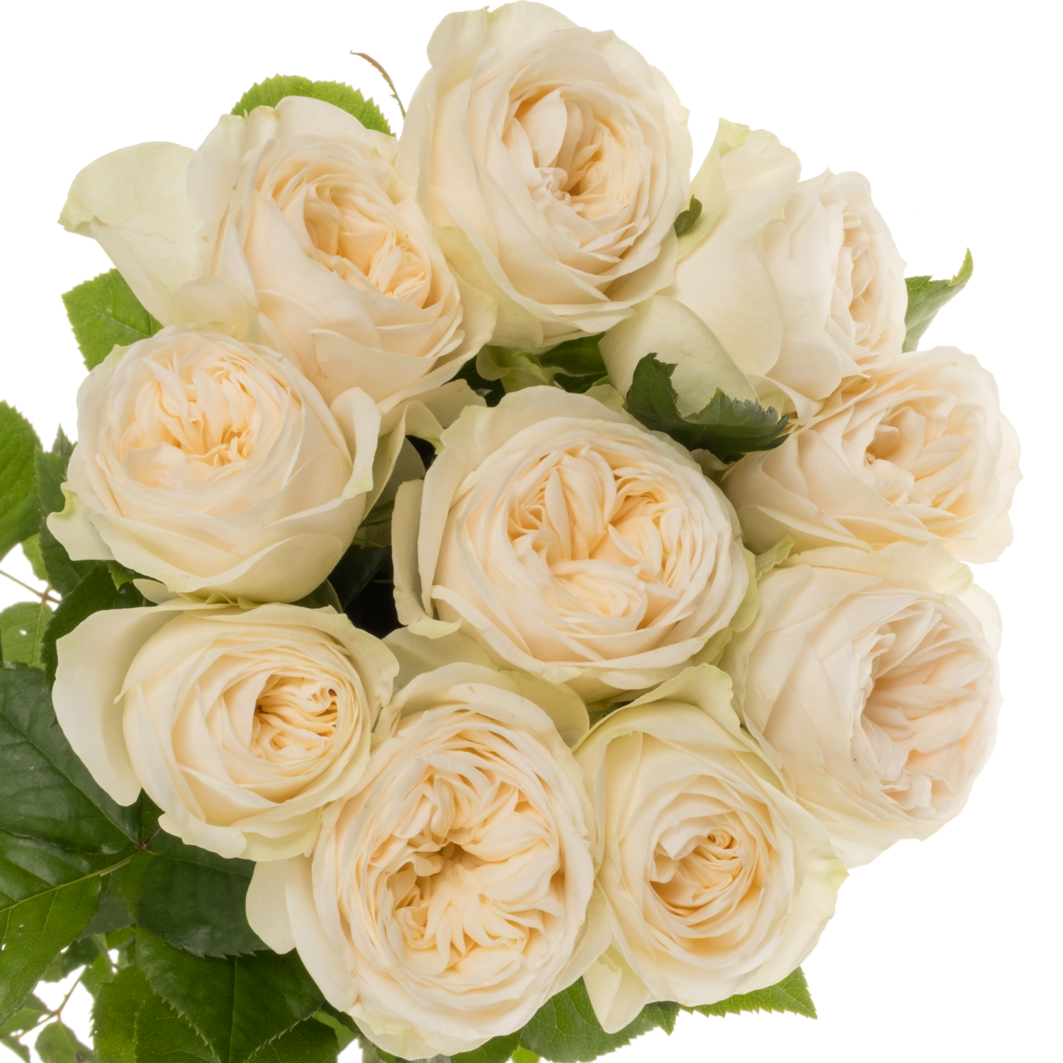 Rose creme Asha Rose gefüllt 50cm
