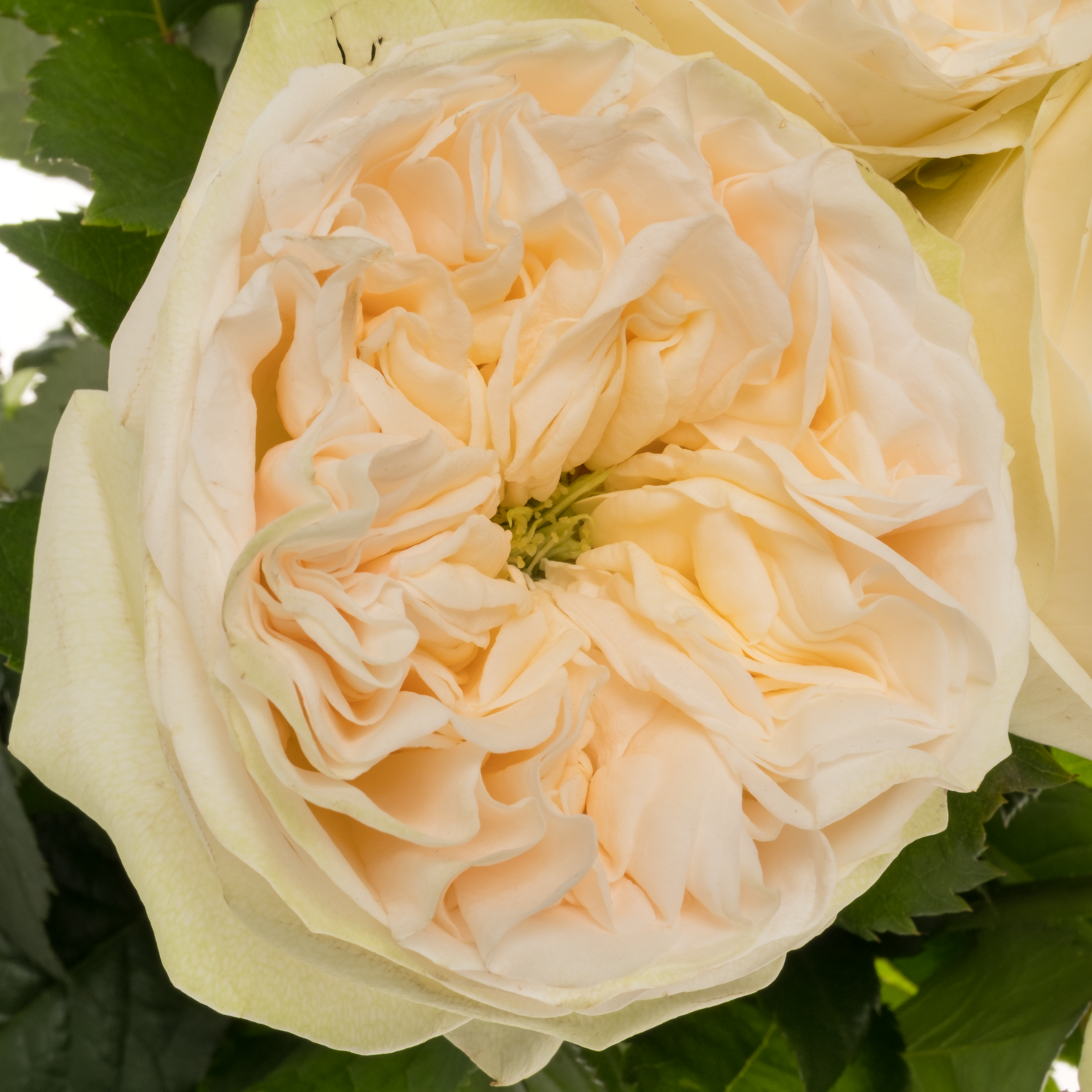 Rose creme Asha Rose gefüllt 50cm