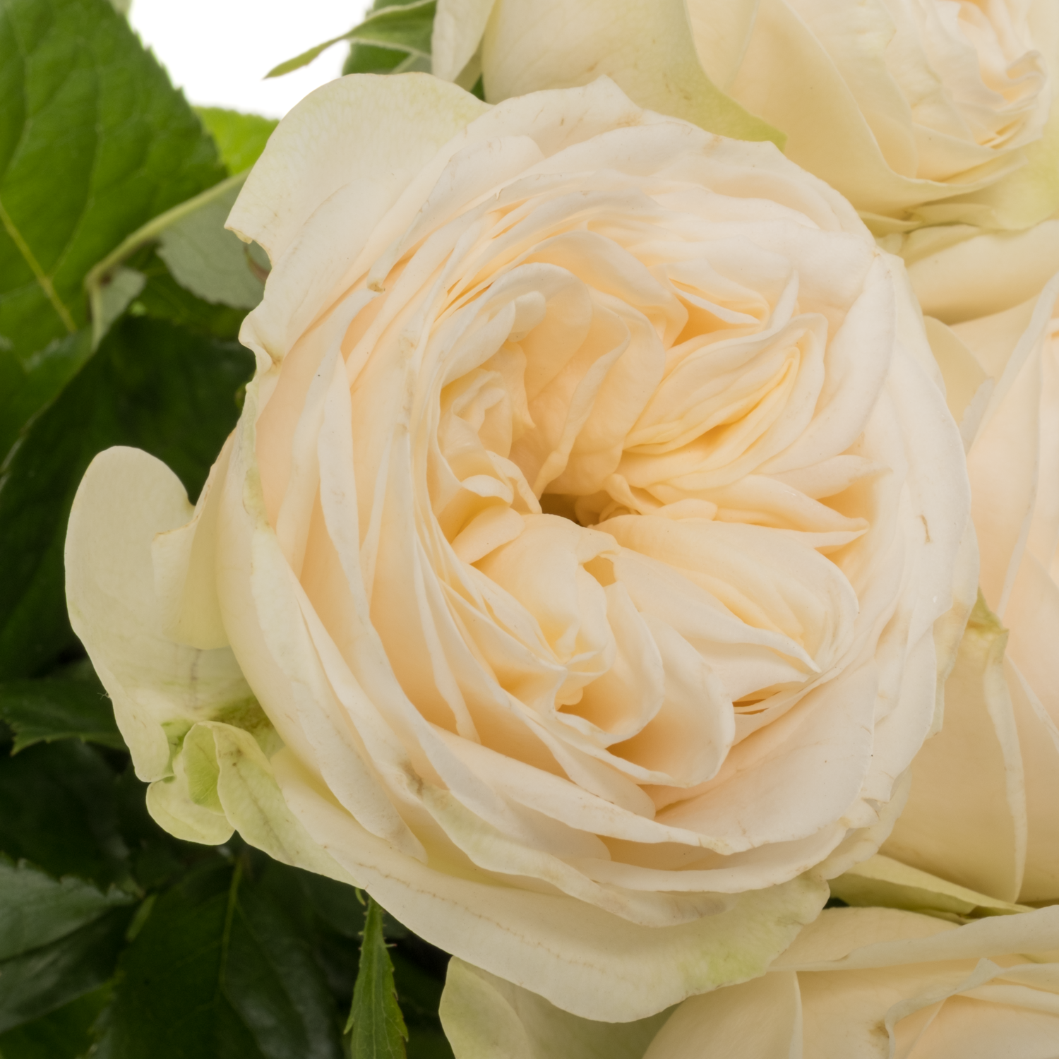 Rose creme Asha Rose gefüllt 50cm
