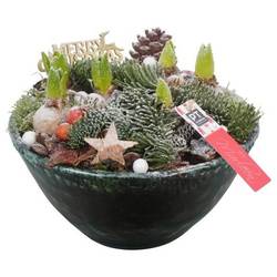 Hyac.Arr PTHCH6768 weisse Bl. Weihnachten T26 H022