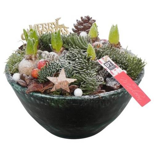 Hyac.Arr PTHCH6768 weisse Bl. Weihnachten T26 H022