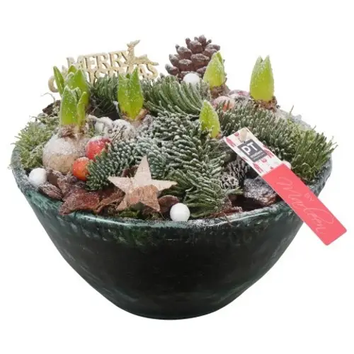 Hyac.Arr PTHCH6768 weisse Bl. Weihnachten T26 H022