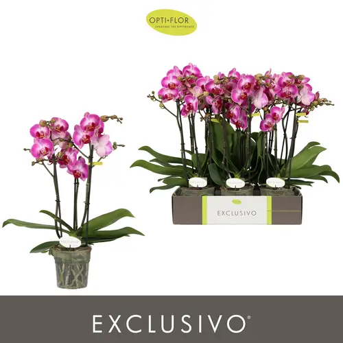 Phal.3-R rosa Bing Exclusivo T12 H045
